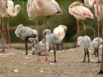 FZ030017 Greater flamingo chick (Phoenicopterus roseus).jpg